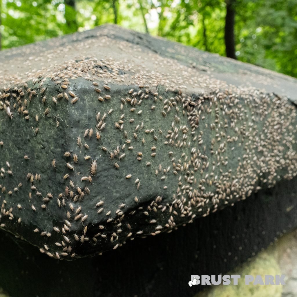 Swarm of Wood Louse