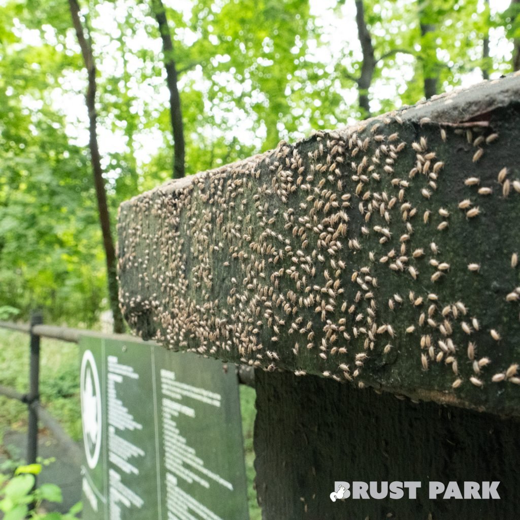 Swarm of Wood Louse on Upper Brust Park Pillar