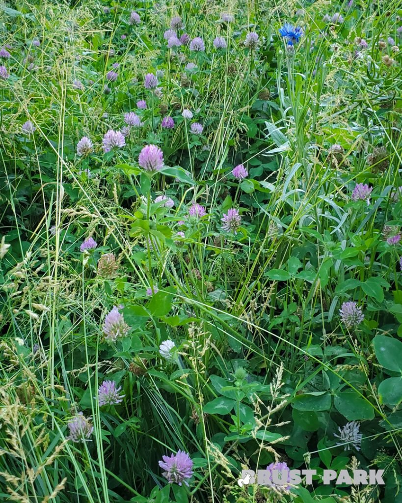 Field of Red Cover in Upper Brust Park