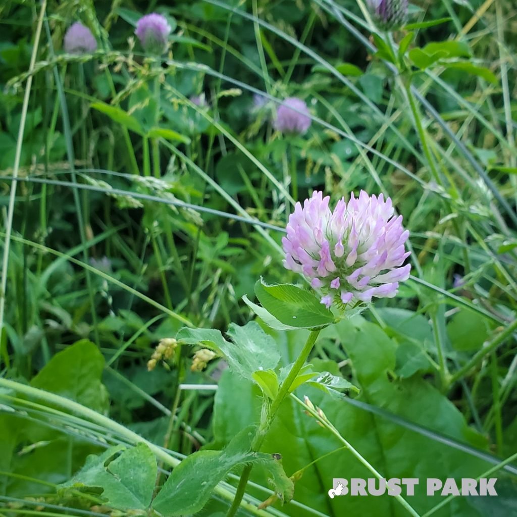 Red Clover up close image.